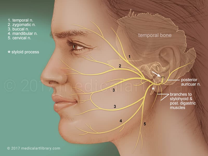 Facial Paralysis Surgery in NYC | drkopelman.com