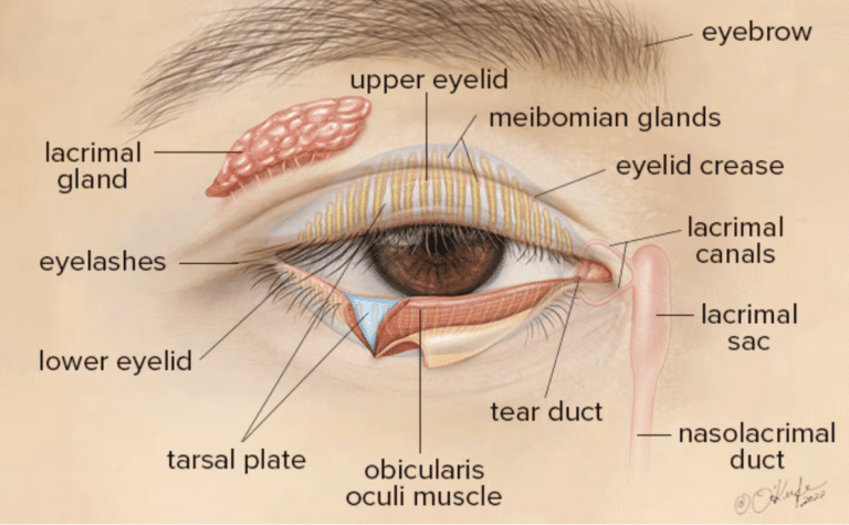 Eyelid Diagram & Anatomy Explained Simply (For Non-Doctors)