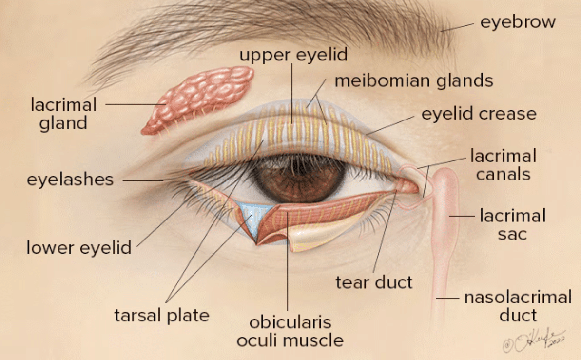 Eyelid Histology Labeled